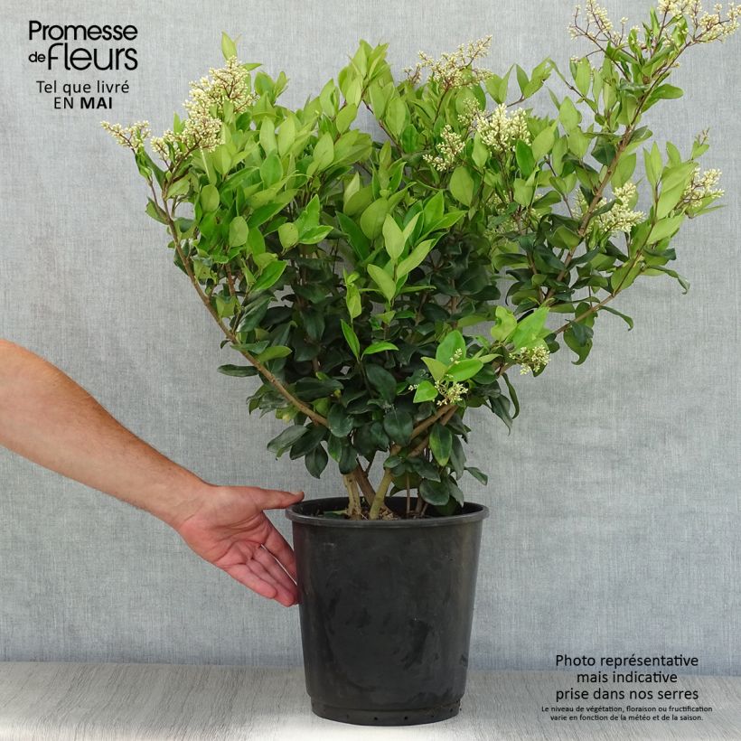 Example of Ligustrum japonicum Texanum - Japanse liguster Pot van 7,5 l/10 l as you get in printemps