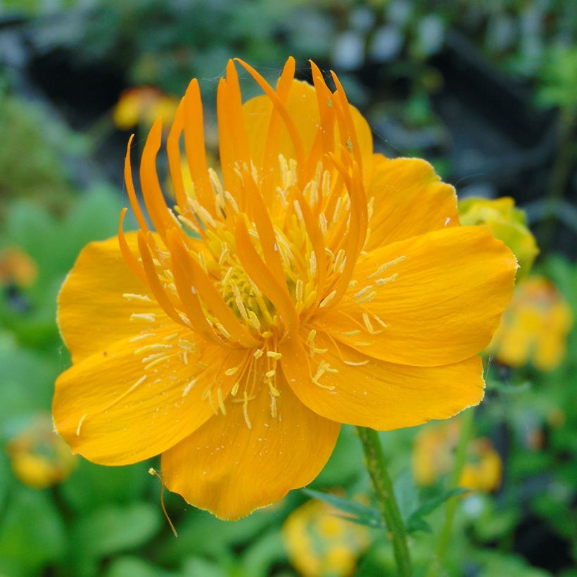 Trollius chinensis Golden Queen - Kogelbloem (Bloei)