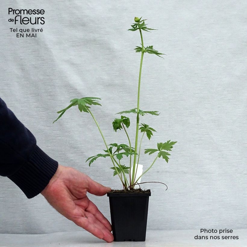 Exemplaar van Trollius chinensis Golden Queen - Kogelbloem Kweekpotje van 8/9 cm zoals geleverd in de lente