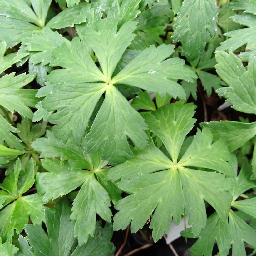 Trollius europaeus - Globebloem (Blad)