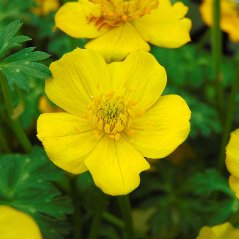 Trollius pumilus - Globebloem (Bloei)