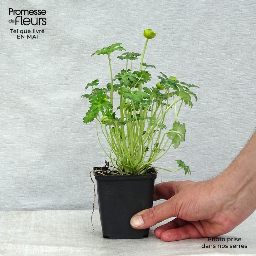 Exemplaar van Trollius pumilus - Globebloem Kweekpotje van 8/9 cm zoals geleverd in de lente