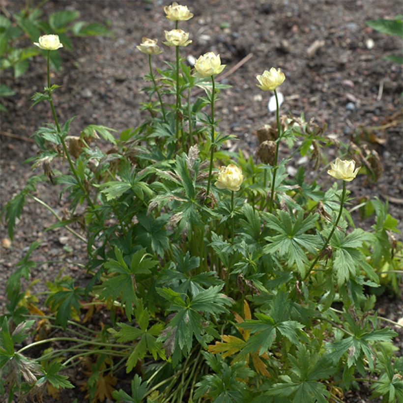 Trollius Alabaster - Globebloem (Groeiplaats)