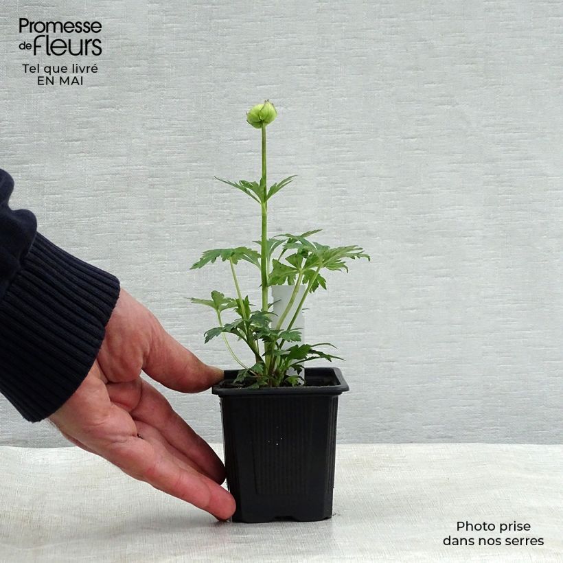 Exemplaar van Trollius Alabaster - Globebloem Kweekpotje van 8/9 cm zoals geleverd in de lente