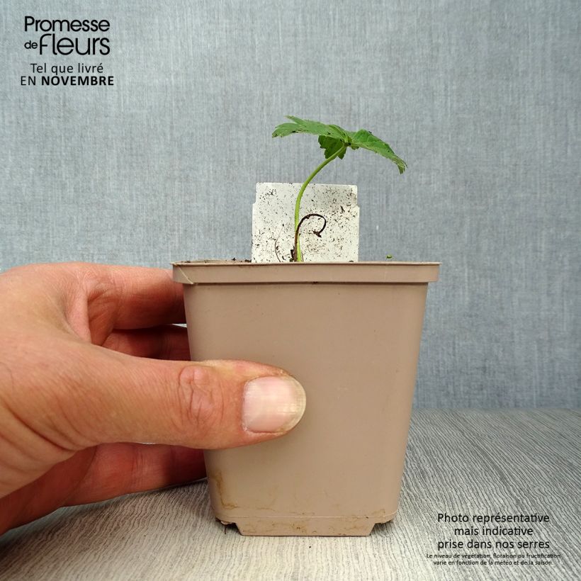 Exemplaar van Trollius Alabaster - Globebloem Kweekpotje van 8/9 cm zoals geleverd in de herfst