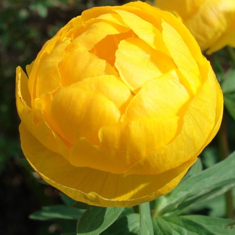 Trollius europaeus - Globebloem (Bloei)