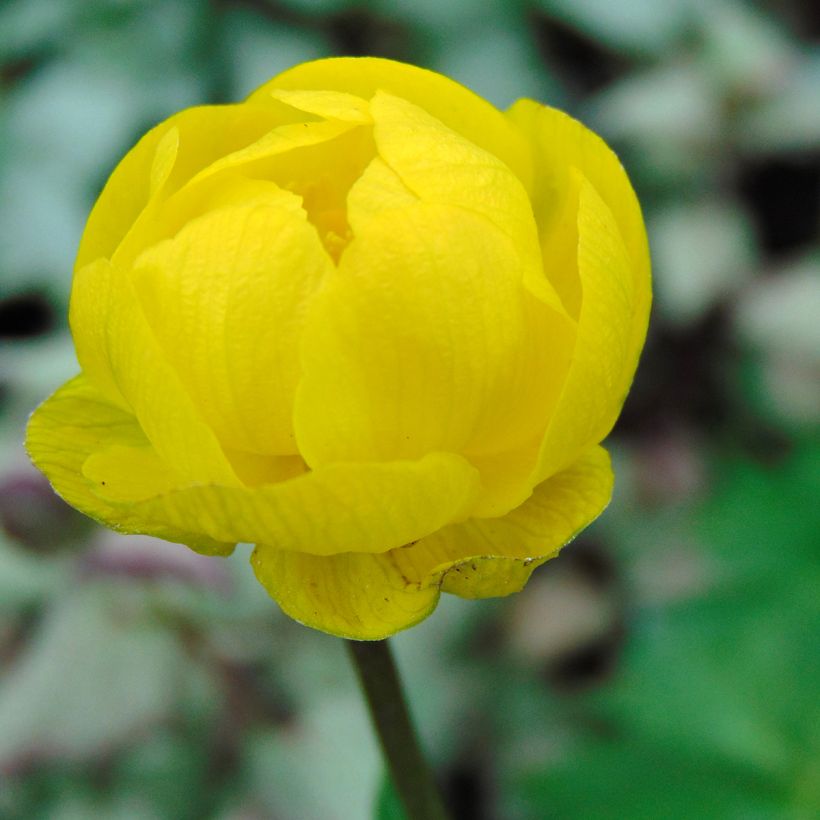 Trollius cultorum Lemon Queen - Globebloem (Bloei)