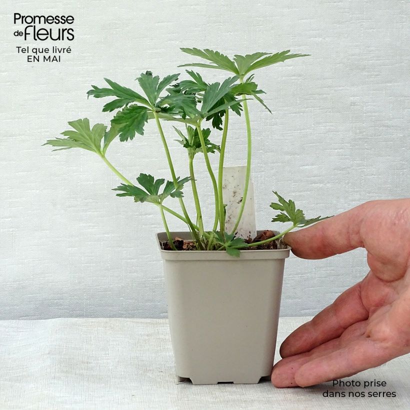 Exemplaar van Trollius cultorum Lemon Queen - Globebloem Kweekpotje van 8/9 cm zoals geleverd in de lente