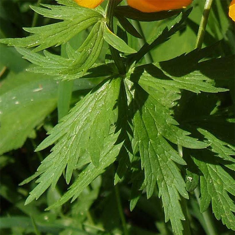 Trollius asiaticus - Kogelbloem (Blad)