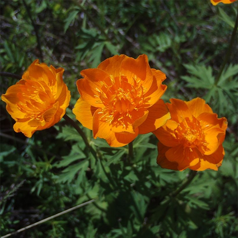 Trollius asiaticus - Kogelbloem (Bloei)