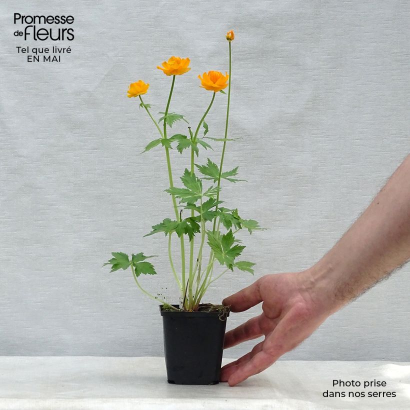 Exemplaar van Trollius asiaticus - Kogelbloem Kweekpotje van 8/9 cm zoals geleverd in de lente