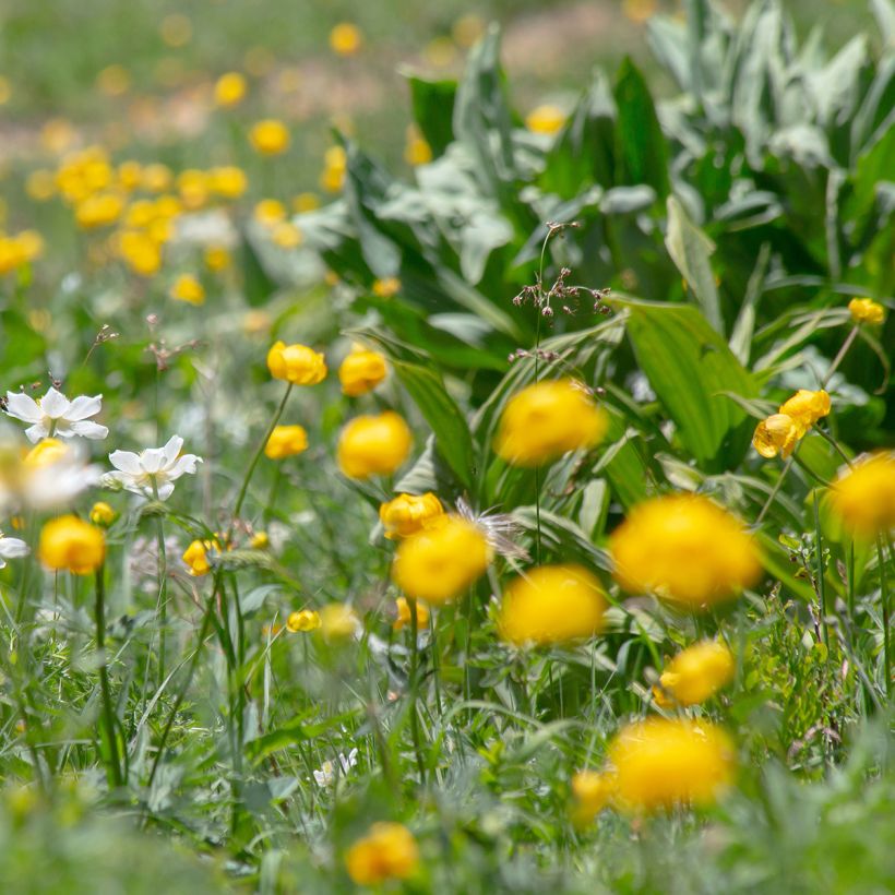 Trollius europaeus - Globebloem (Groeiplaats)