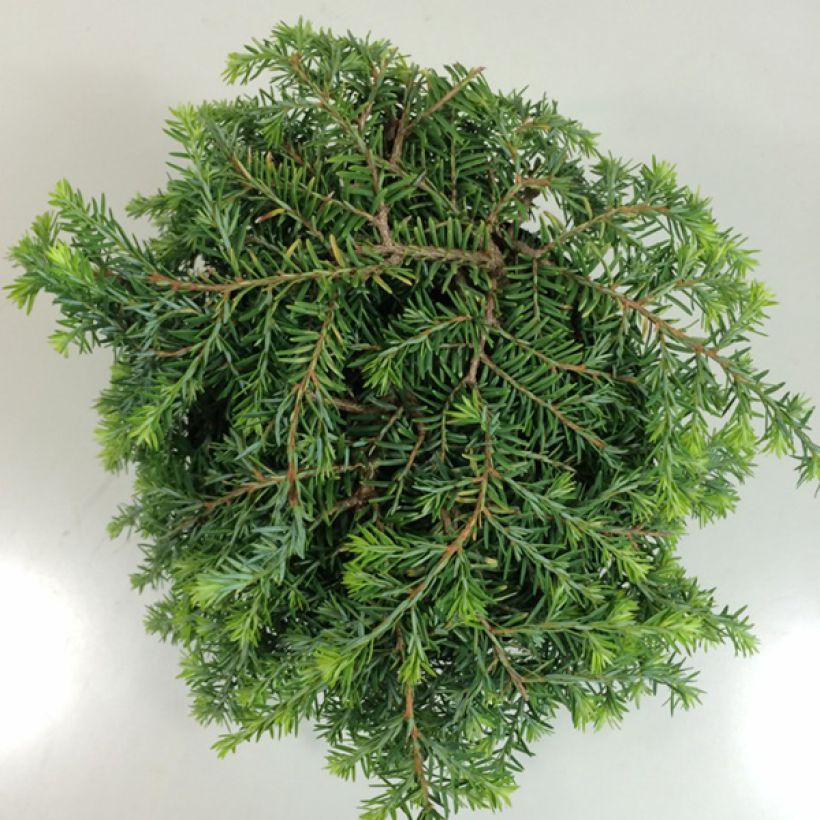 Pruche du Canada - Tsuga canadensis Cole's Prostrate                (Blad)