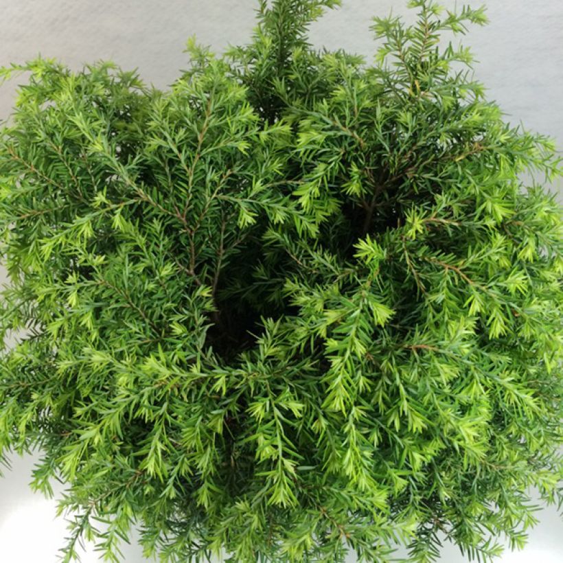 Tsuga canadensis Jeddeloh - Oostelijke hemlockspar (Blad)