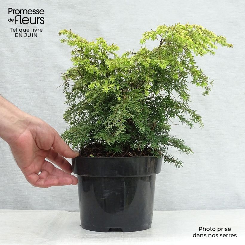 Exemplaar van Tsuga canadensis Jeddeloh - Oostelijke hemlockspar Pot van 2 l/3 l zoals geleverd in de zomer