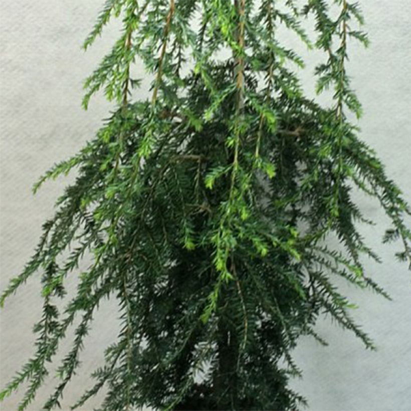 Tsuga canadensis Pendula - Oostelijke hemlockspar (Blad)