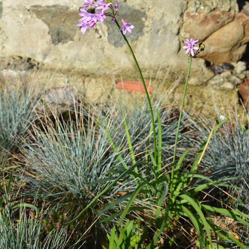 Tulbaghia violacea Dark Star - Kaapse knoflook (Groeiplaats)
