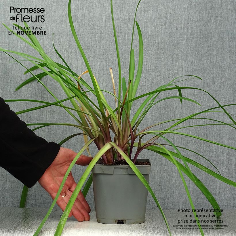 Exemplaar van Tulbaghia Himba - Kaapse knoflook Pot van 2 l/3 l zoals geleverd in de herfst