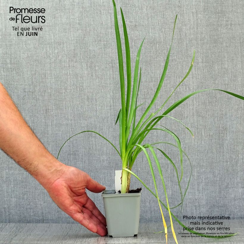 Exemplaar van Tulbaghia Himba - Kaapse knoflook Pot van 2 l/3 l zoals geleverd in de zomer
