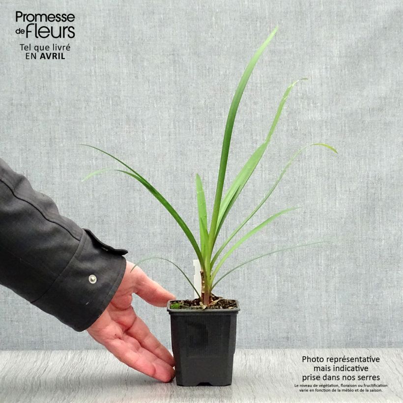 Exemplaar van Tulbaghia Himba - Kaapse knoflook Kweekpotje van 7/8 cm zoals geleverd in de lente