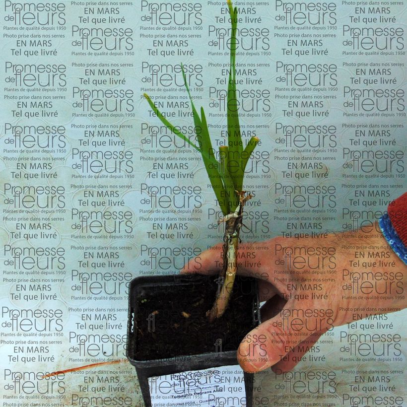 Voorbeeld van een exemplaar van Tulbaghia fragrans Alba - Wilde knoflook Bol zoals geleverd