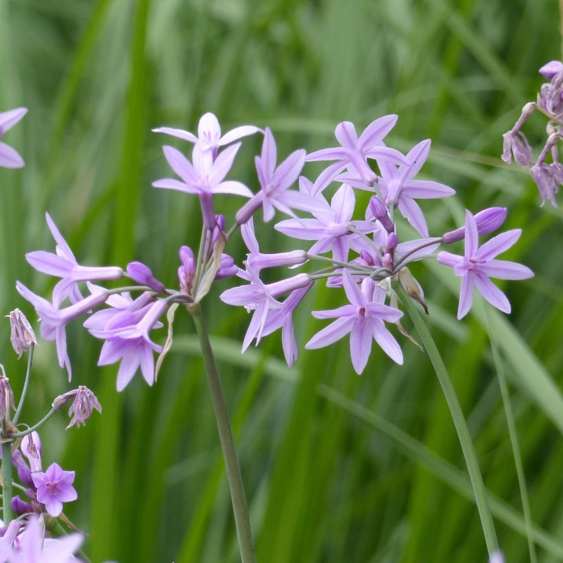 Tulbaghia violacea - Kaapse knoflook (Bloei)