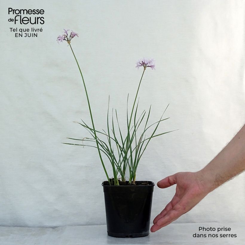 Exemplaar van Tulbaghia violacea Ashanti - Kaapse knoflook Kweekpotje van 8/9 cm zoals geleverd in de zomer