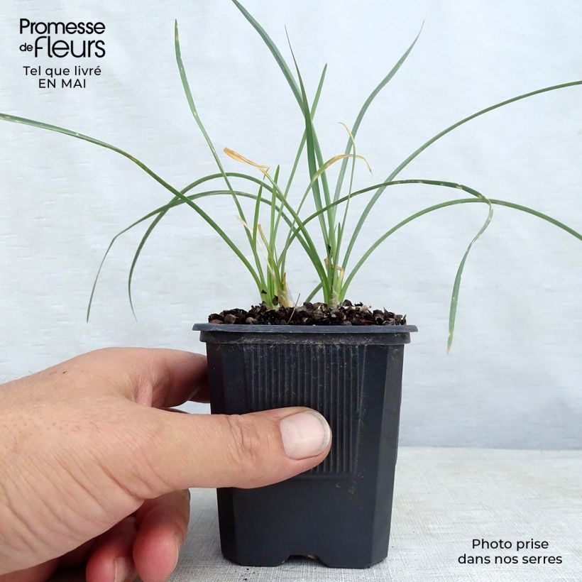 Exemplaar van Tulbaghia violacea Ashanti - Kaapse knoflook Kweekpotje van 8/9 cm zoals geleverd in de lente