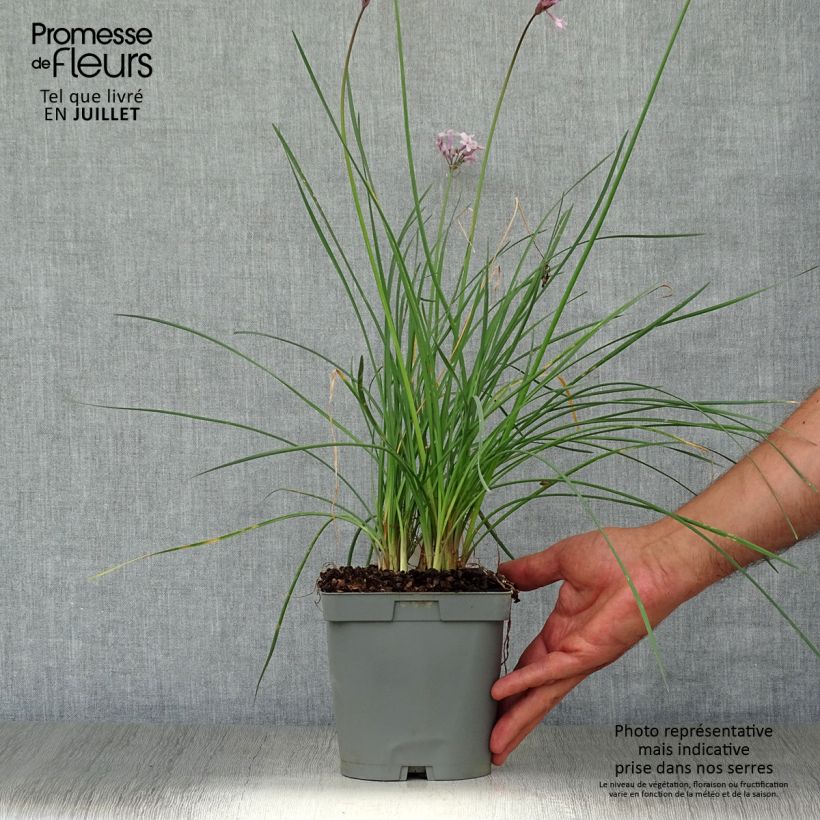 Exemplaar van Tulbaghia violacea Ashanti - Kaapse knoflook Pot van 2 l/3 l zoals geleverd in de zomer