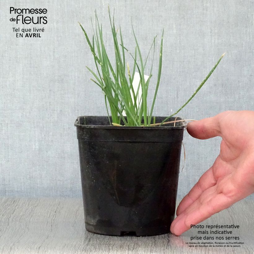 Exemplaar van Tulbaghia violacea Ashanti - Kaapse knoflook Pot van 2 l/3 l zoals geleverd in de lente
