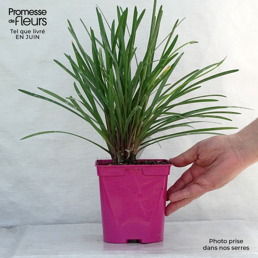 Exemplaar van Tulbaghia violacea Kilimanjaro - Kaapse knoflook Pot van 2 l/3 l zoals geleverd in de zomer