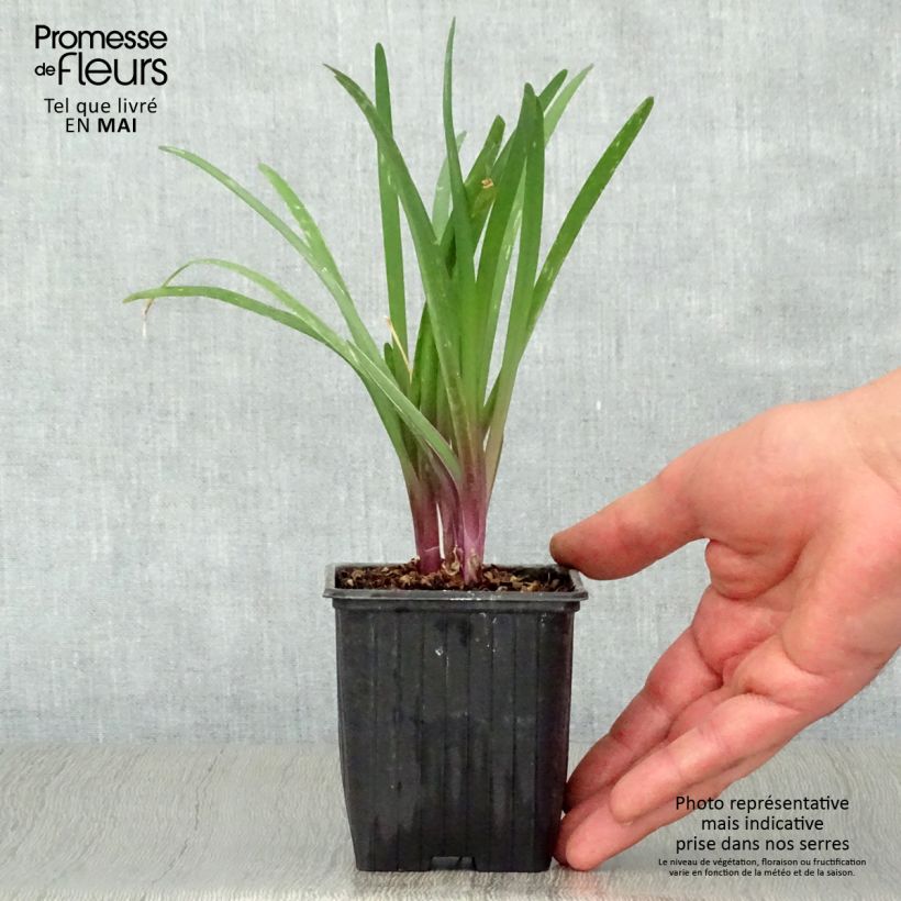 Exemplaar van Tulbaghia violacea Kilimanjaro - Kaapse knoflook Kweekpotje van 8/9 cm zoals geleverd in de lente
