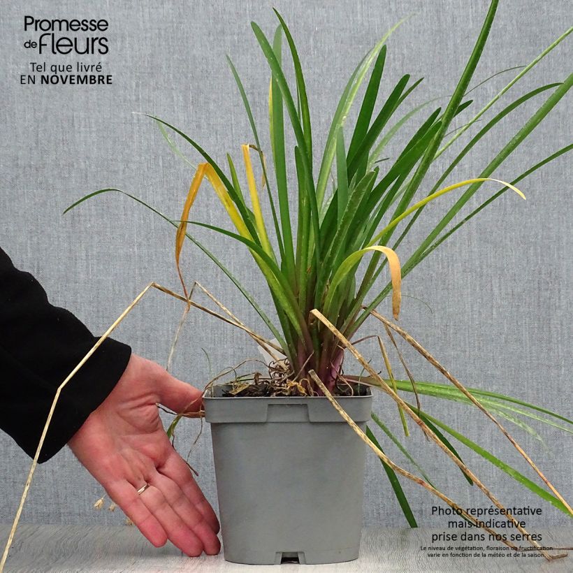 Exemplaar van Tulbaghia violacea Kilimanjaro - Kaapse knoflook Pot van 2 l/3 l zoals geleverd in de herfst