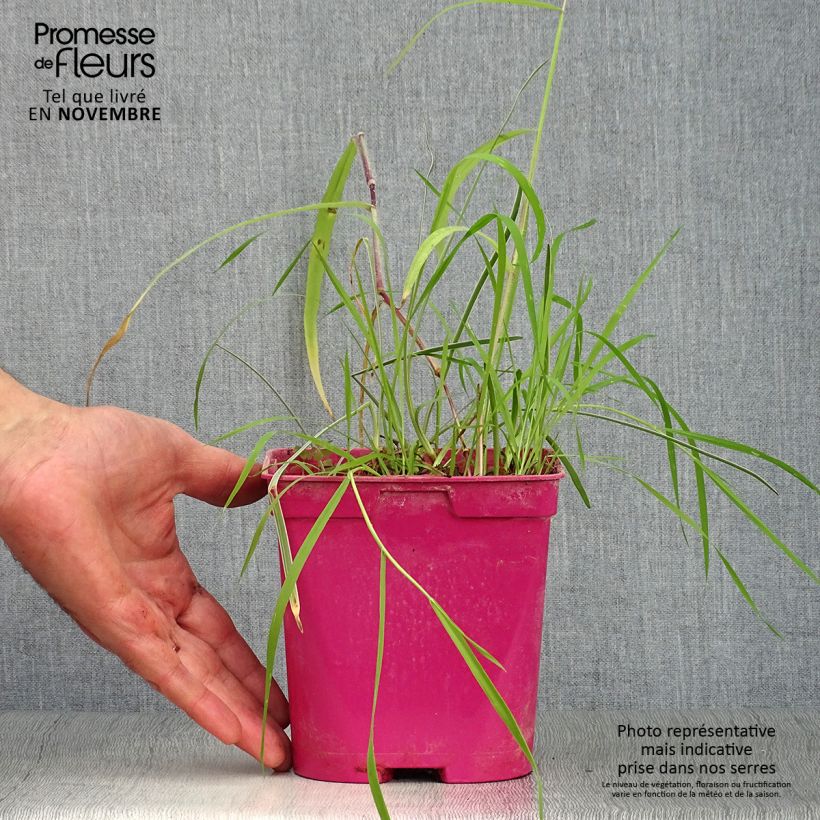 Exemplaar van Tulbaghia violacea Silver Lace - Kaapse knoflook Pot van 2 l/3 l kaliber I zoals geleverd in de herfst