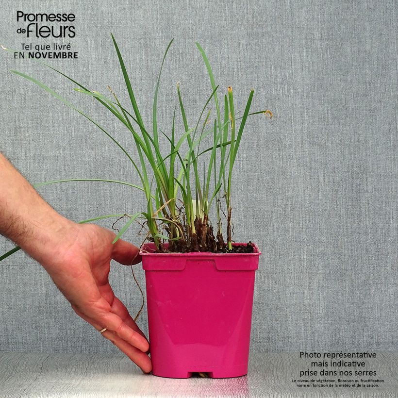 Exemplaar van Tulbaghia violacea - Kaapse knoflook Pot van 2 l/3 l zoals geleverd in de herfst