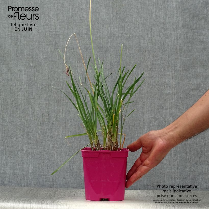 Exemplaar van Tulbaghia violacea - Kaapse knoflook Pot van 2 l/3 l zoals geleverd in de zomer