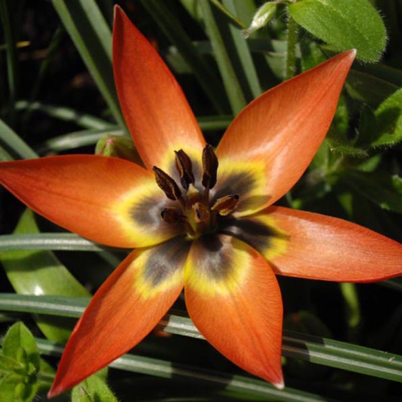 Tulipa hageri x aucheriana Little Princess - Hager’s tulp (Bloei)