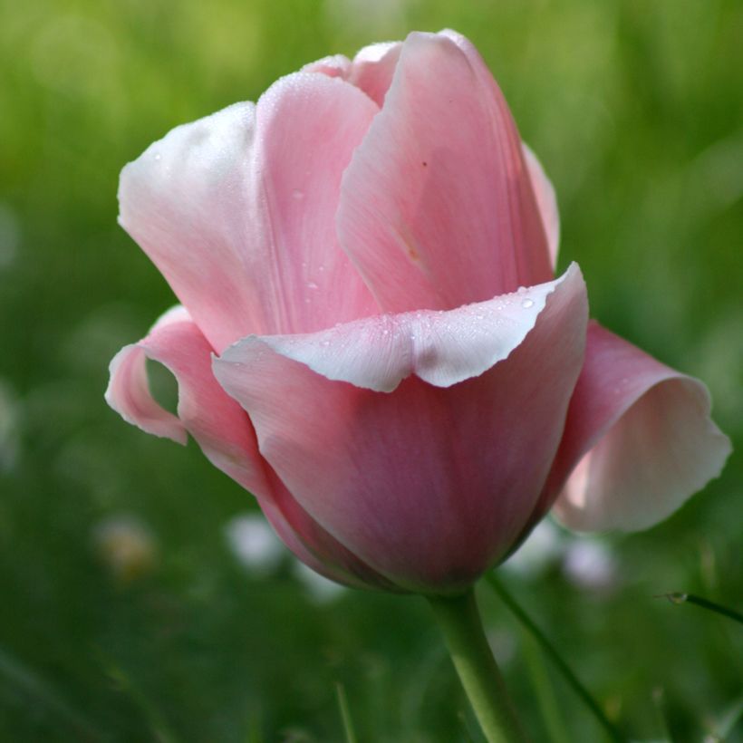 Tulipa Triumph Beauty Queen - Triumphtulp (Bloei)