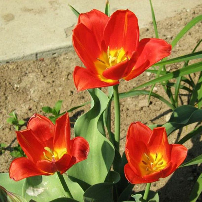 Tulipa vvedenskyi - Botanische tulp (Groeiplaats)