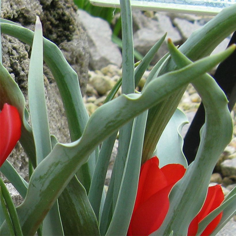 Tulipa wilsoniana - Botanische tulp (Blad)