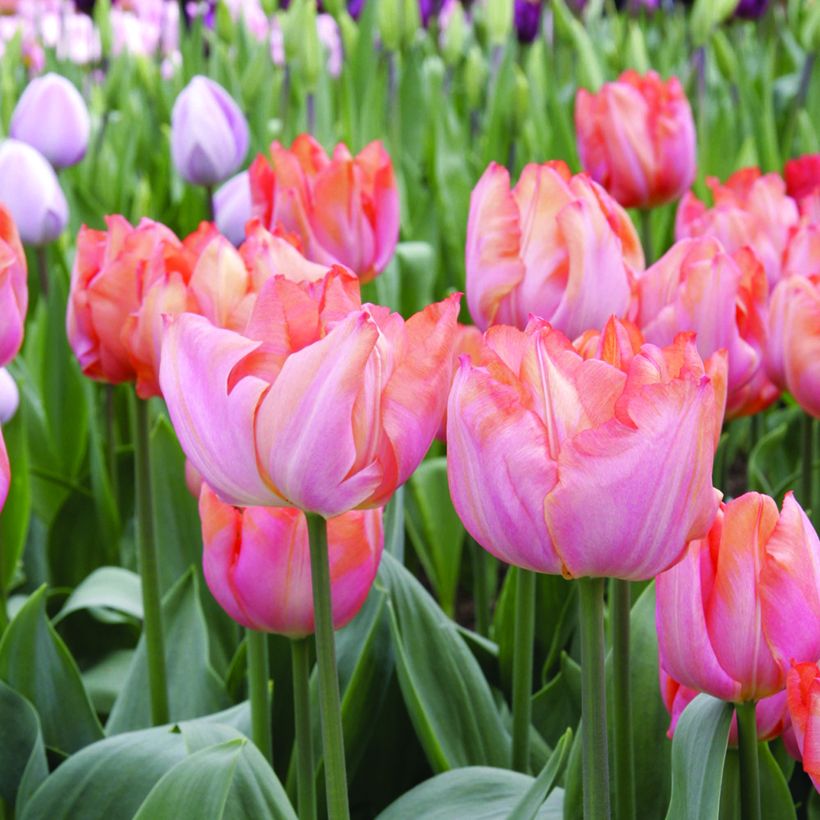 Tulipe Triumph Jochem - Triumphtulp (Bloei)