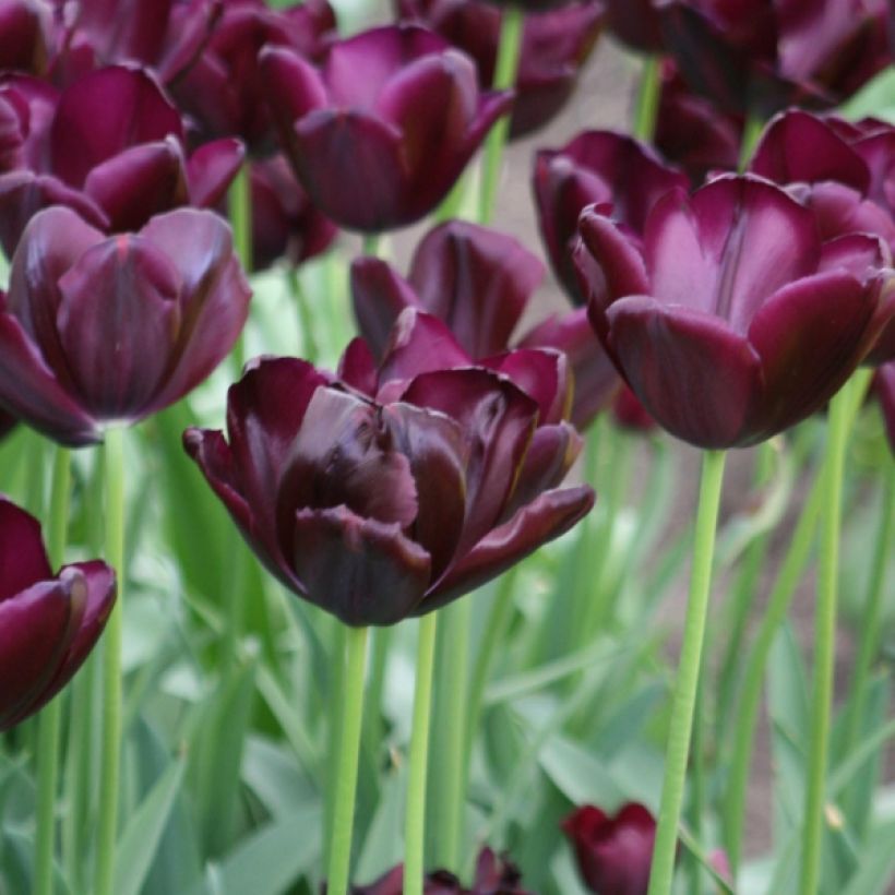 Tulipa Triumph Black Jack - Triumphtulp (Bloei)