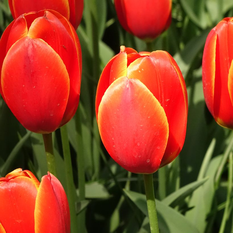 Tulipa Darwin World's Favourite - Darwintulp (Bloei)