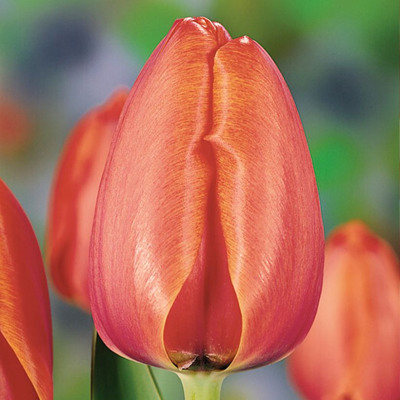 Tulipa Darwin Apricot Impression - Darwintulp (Bloei)
