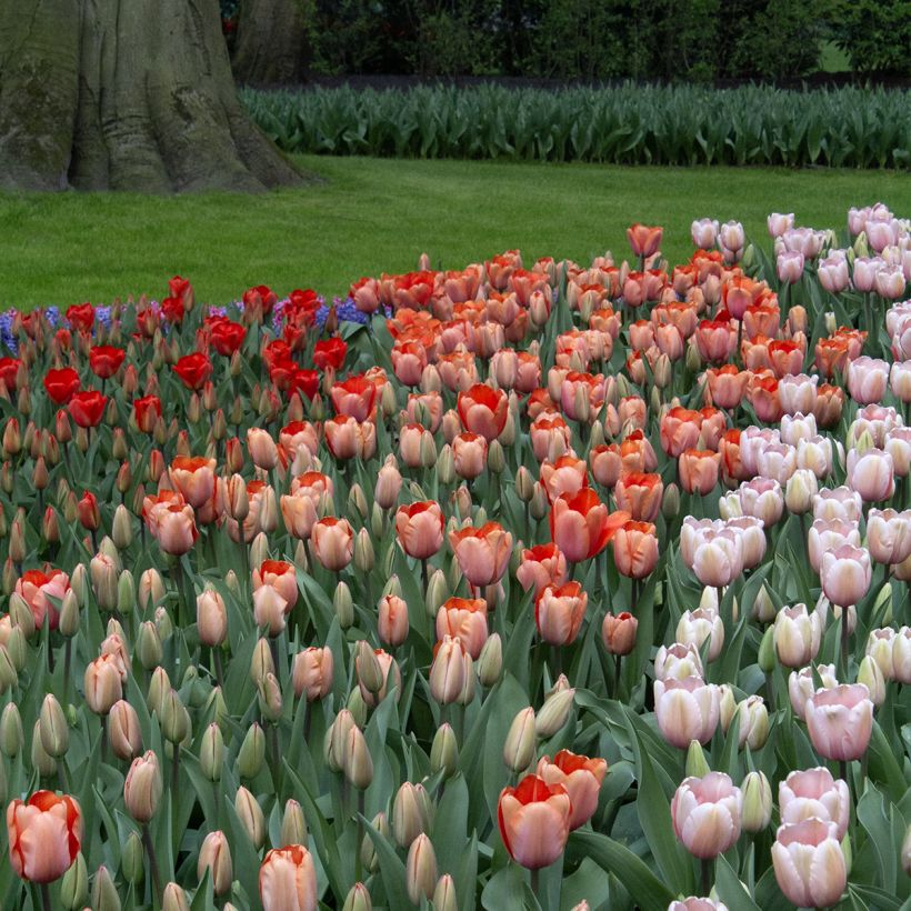 Tulipa Darwin Apricot Impression - Darwintulp (Groeiplaats)