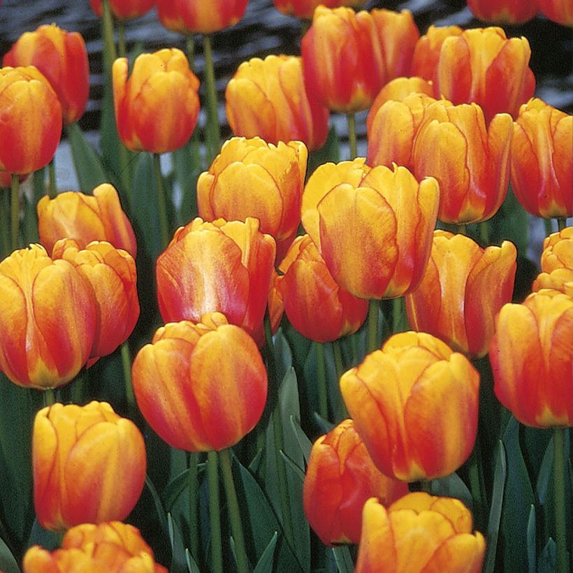 Tulipa Darwin Blushing Apeldoorn - Darwintulp (Bloei)