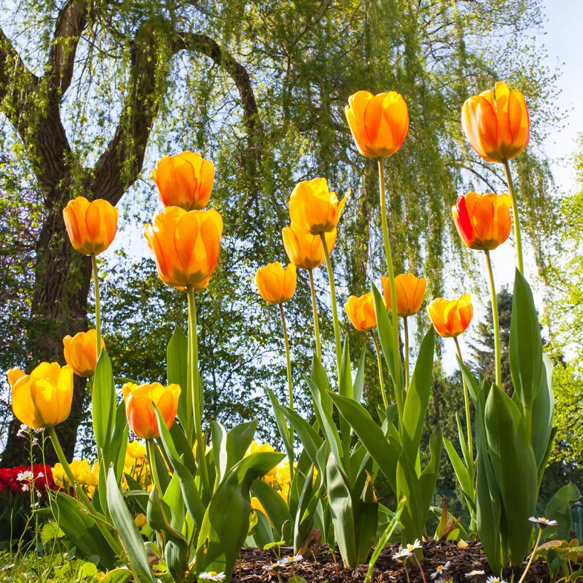 Tulipa Darwin Blushing Apeldoorn - Darwintulp (Groeiplaats)