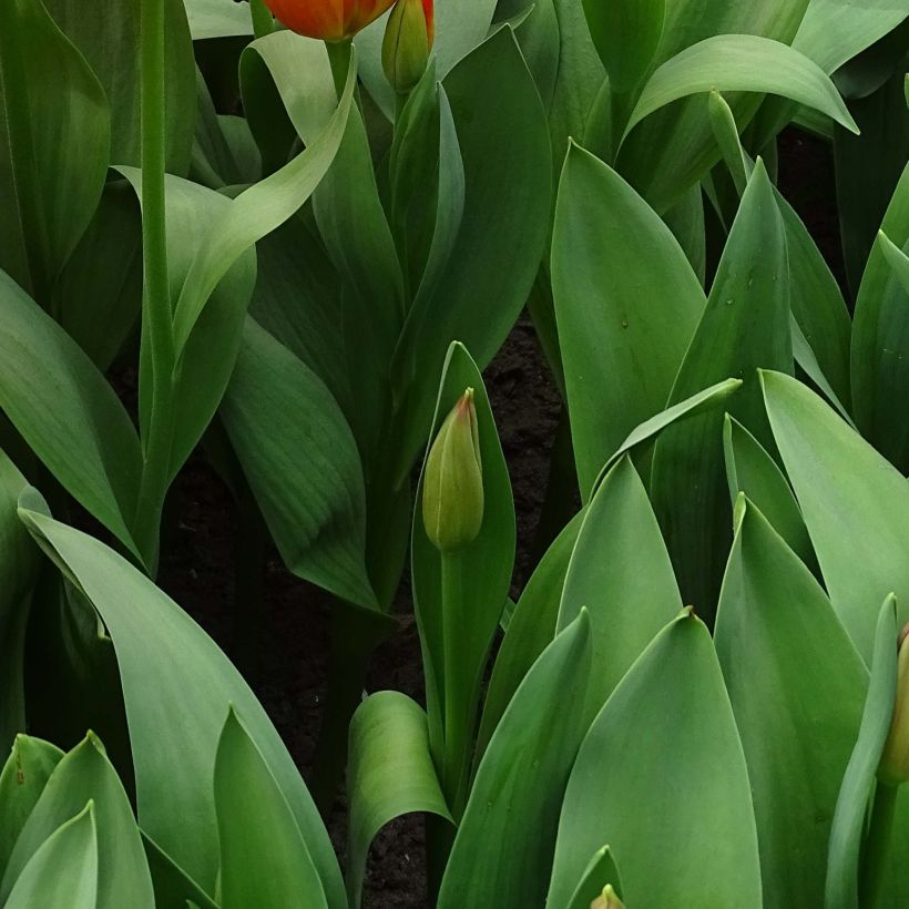 Tulipa Darwin Orange Balloon - Darwintulp (Blad)