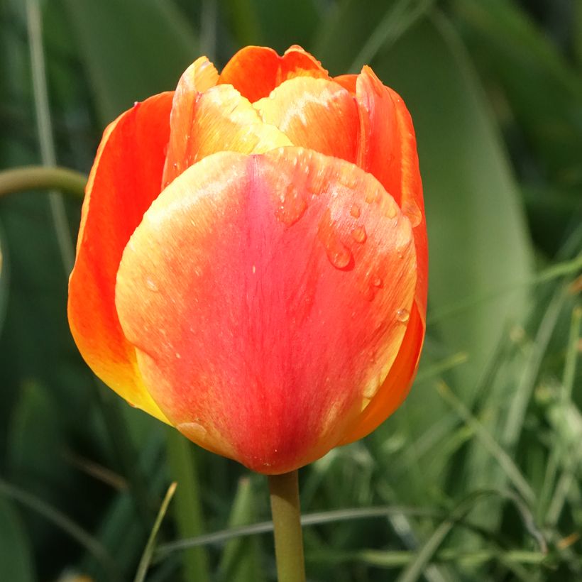 Tulipa Darwin Orange Lion - Darwintulp (Bloei)