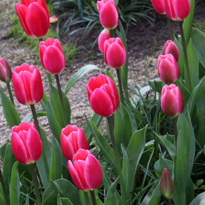 Tulipa Darwin Rosy Delight - Darwintulp (Groeiplaats)